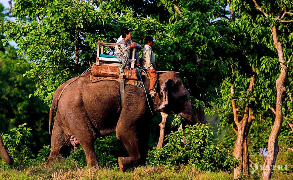 Balade sur le dos d'Elephant