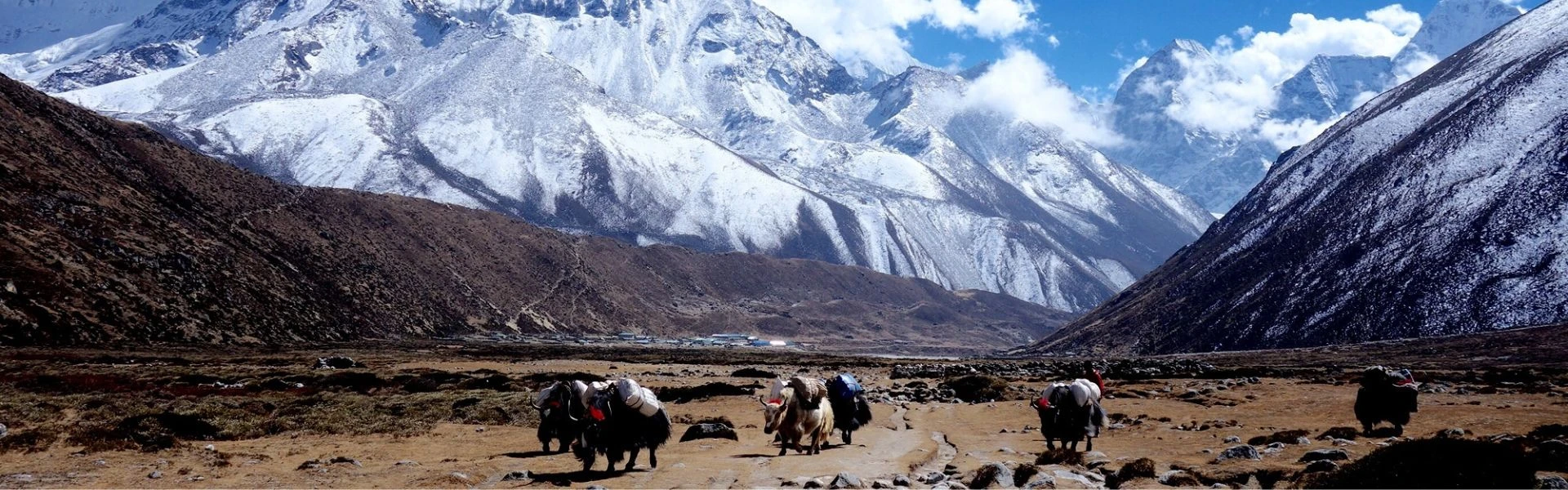 Sentier de randonnée vers le Mont Everest avec des yaks dans une vallée entourée de montagnes enneigées