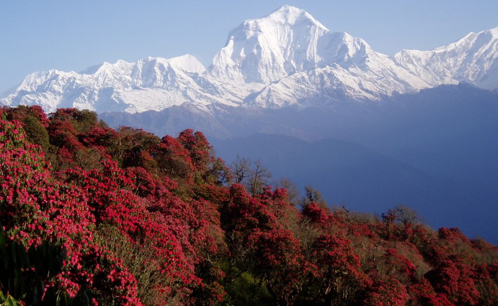 Fleurs de rhododendrons en pleine floraison dans la région de l'Annapurna