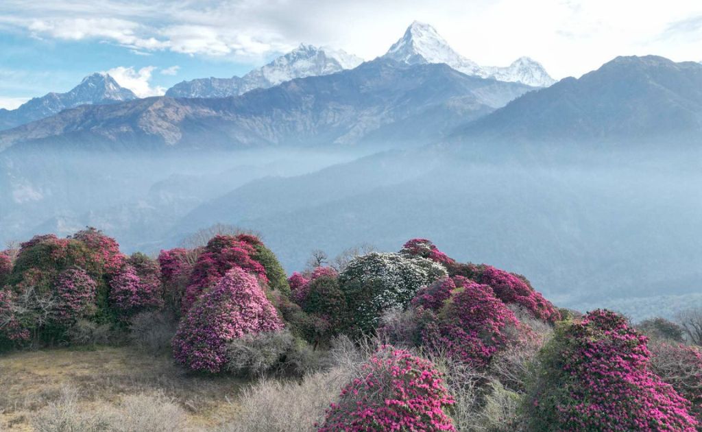 Fleurs de rhododendrons rouges éclatants sur le sentier du Camp de Base de l’Annapurna au printemps