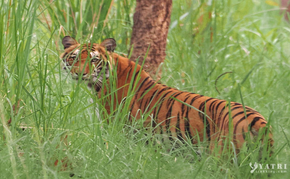 Tiger in Bardia National park