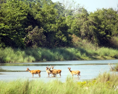 Bardia National Park X