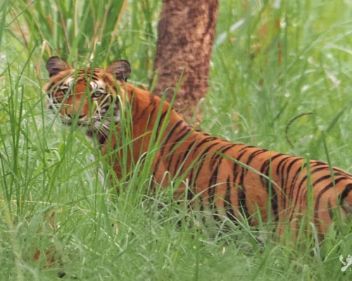 Tiger In Bardia National Park