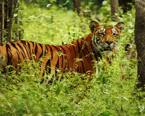 Tiger In Chitwan Jungle X